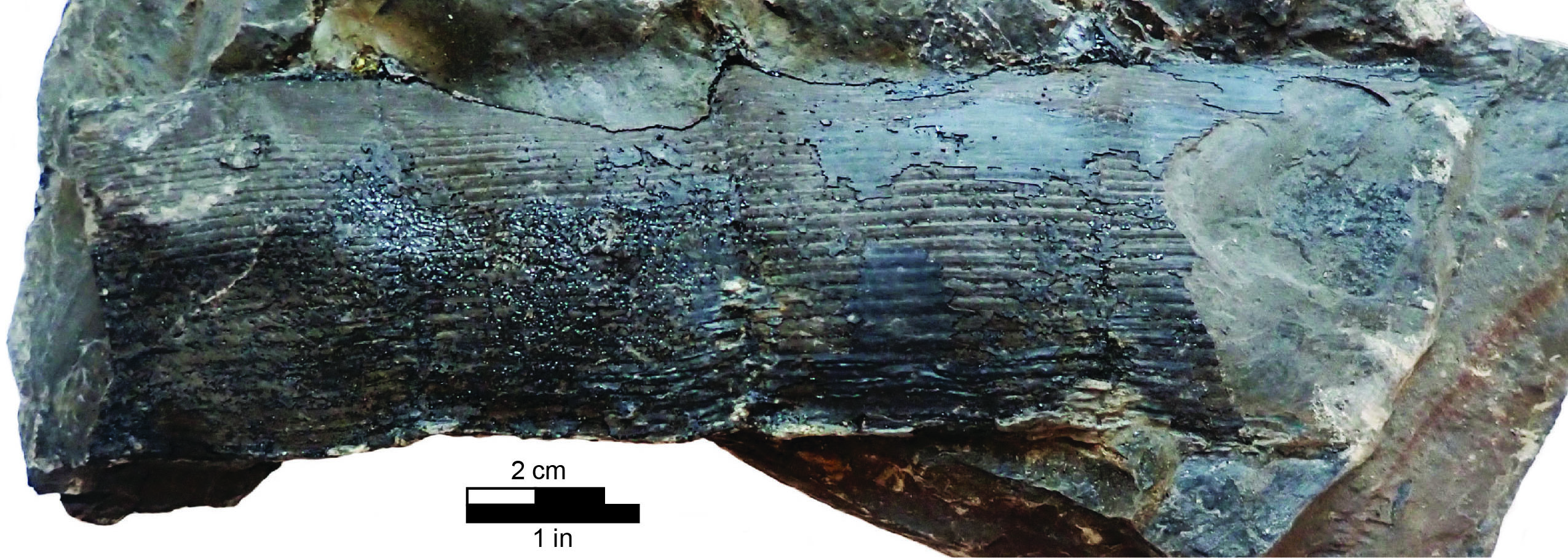 Calamites cast with patches of a thin coal rind in silty shale from Pennsylvanian strata in eastern Kentucky. Kentucky Geological Survey paleontological collection.